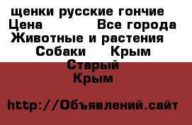 щенки русские гончие › Цена ­ 4 000 - Все города Животные и растения » Собаки   . Крым,Старый Крым